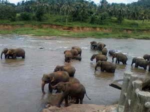 Sri lanka Elephants